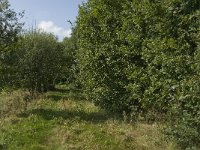 NL, Limburg, Weert, Moeselpeel 1, Saxifraga-Jan van der Straaten